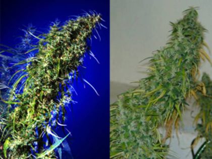 Featured Image of Brainstorm Haze X G13