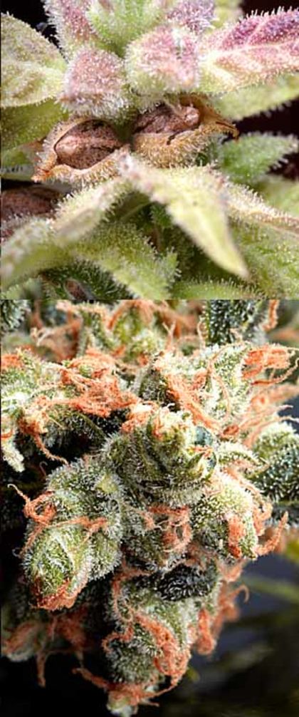 Featured Image of Cannasutra