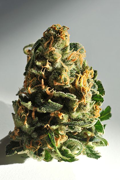 Featured Image of Dawg Brains