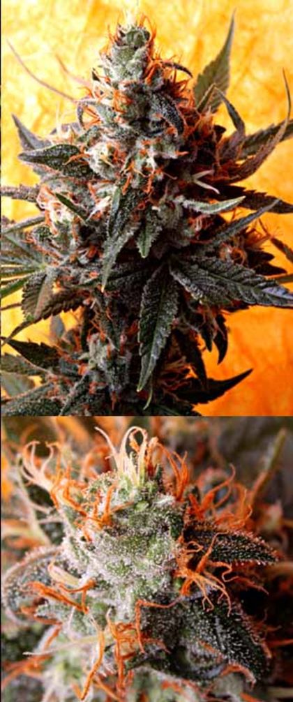 Featured Image of Double Kush