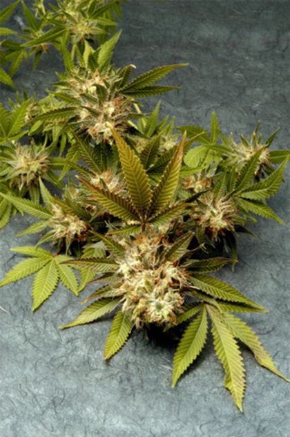 Featured Image of F.O.G. (Fruit Of The Gods)