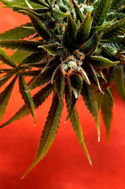 Featured Image of Simpson Kush (Rick Simpson)