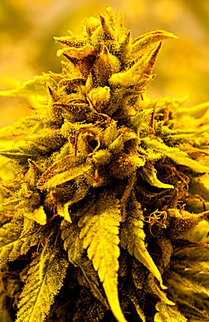 Featured Image of Kopasetic Kush