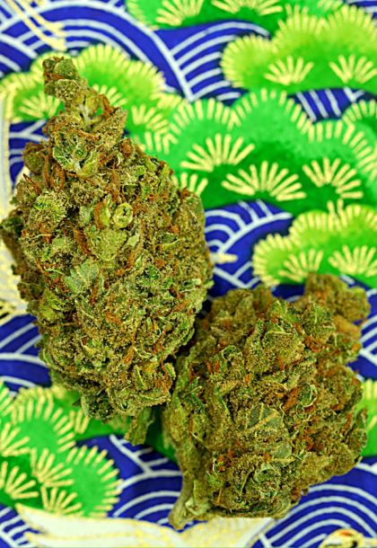 Featured Image of Magnum Platinum Haze