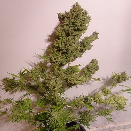 Featured Image of Auto Malawi X Nl