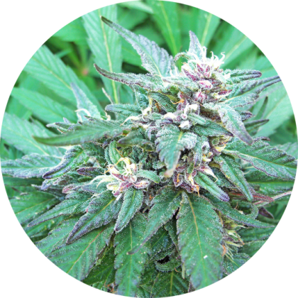 Featured Image of Blueberry Crystal