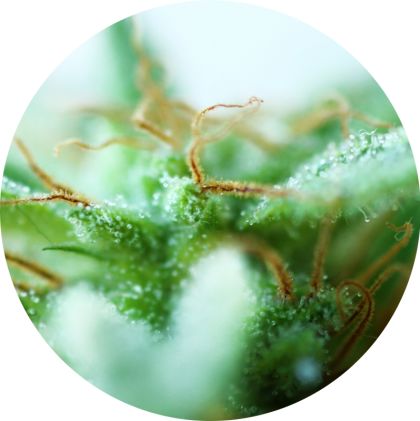 Featured Image of Dr. Tao Sativa