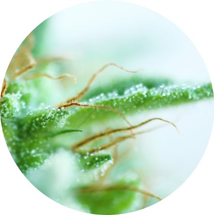 Featured Image of Early Sativa