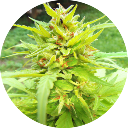 Featured Image of Golden Cannary Auto