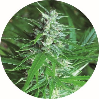 Featured Image of Haze Auto Tao