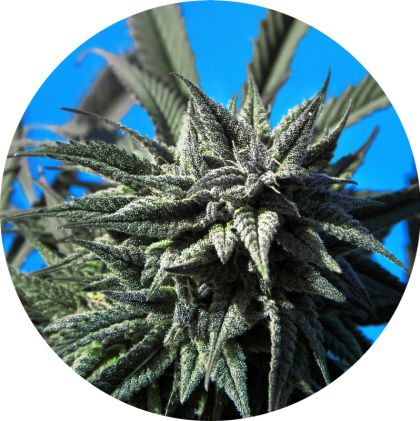 Featured Image of Tao Blueberry Auto
