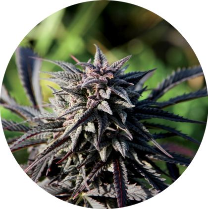 Featured Image of Tao Purple