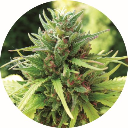 Featured Image of Taomatic Auto