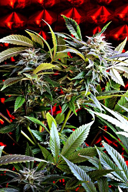 Featured Image of Strawberry Skunk