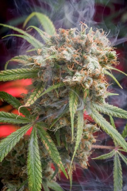 Featured Image of Canna-Wreck