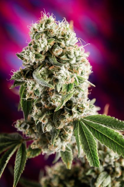 Featured Image of Quantum Kush