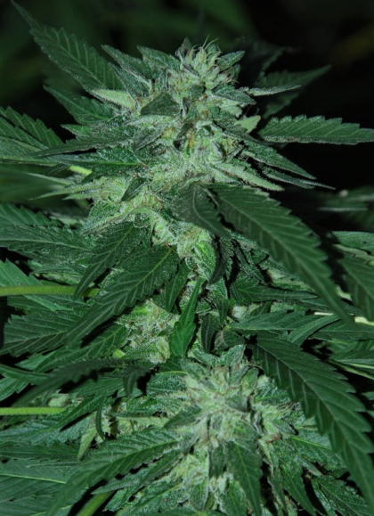Featured Image of Bubba Delight