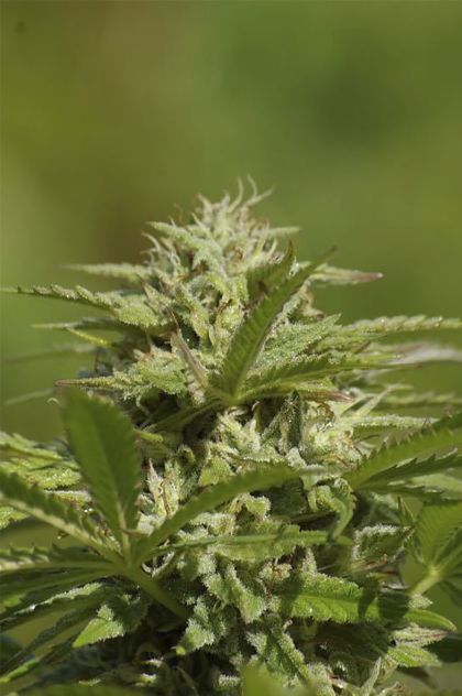 Featured Image of Albino Fire Skunk Og