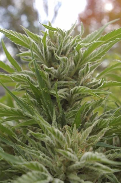 Featured Image of Snowfire Isis Kush
