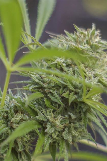 Featured Image of White Fire Widow Og