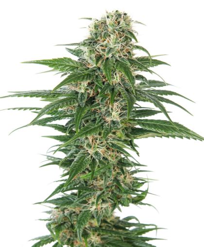 Featured Image of Early Skunk Auto