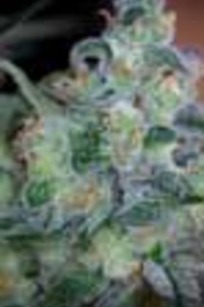 Featured Image of Cosmic Glue