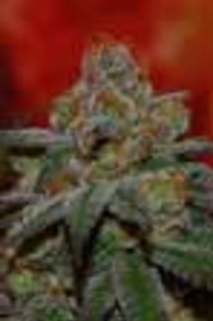 Featured Image of Grape Lime Ricky