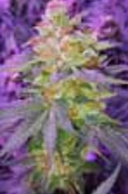 Featured Image of Pina Rita