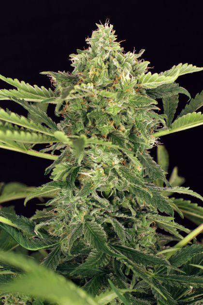 Featured Image of Auto Mango Cream