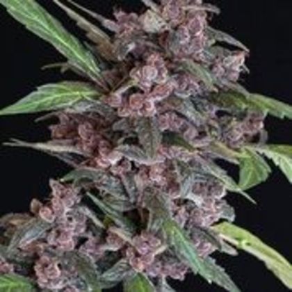 Featured Image of Auto Black Lemon