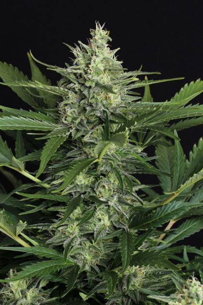Featured Image of Auto Green Gummy