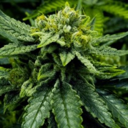 Featured Image of Lemonade Haze