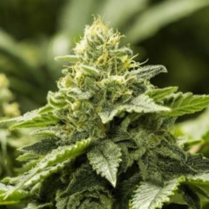 Featured Image of Viper Haze