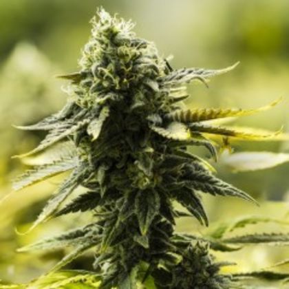 Featured Image of Goji D.C.