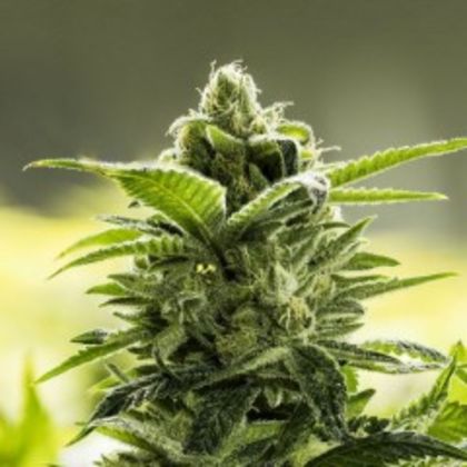 Featured Image of Goji Valley Kush