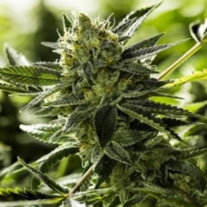 Featured Image of Lemon Goji O.G.