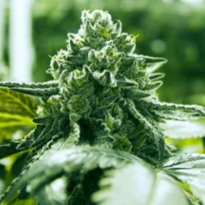 Featured Image of Super Goji Haze