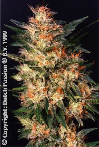 Featured Image of White Widow