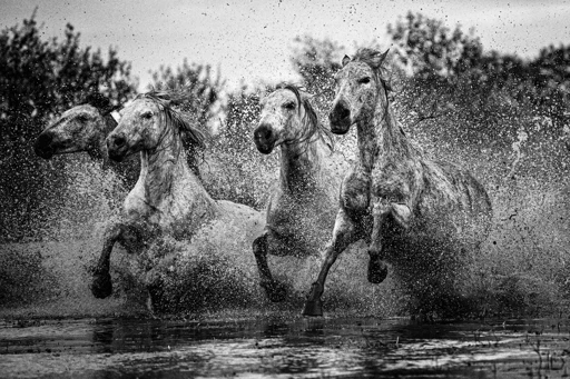 The Galloping Quartet #3