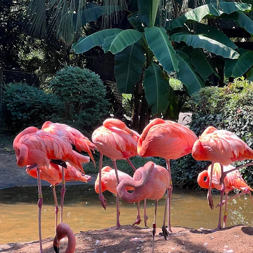 Riverbanks Flamingos