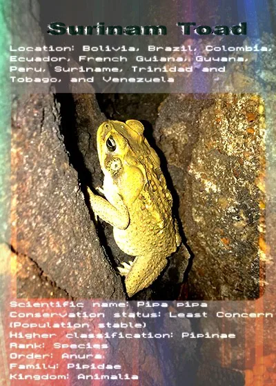 SURINAMTOAD