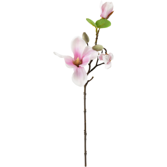 Magnoliaoksa Kotikulta 49 cm