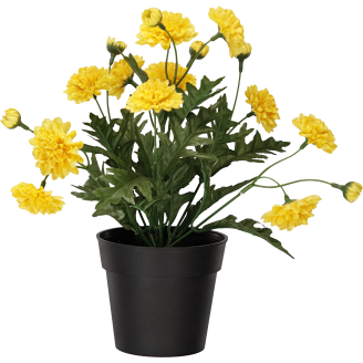 Krysanteemi ruukussa Kotikulta 27 cm keltainen