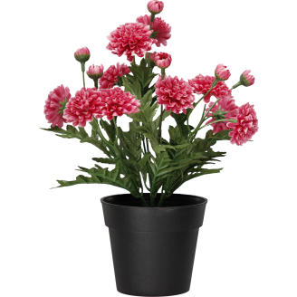 Krysanteemi ruukussa Kotikulta 27 cm pinkki