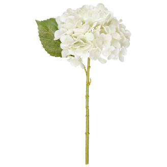 Hortensia Kotikulta 32 cm valkoinen