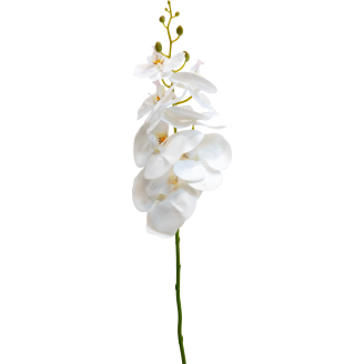 Orkideaoksa Kotikulta 94 cm valkoinen