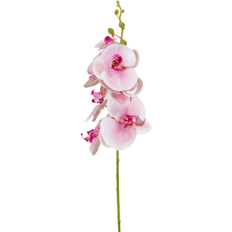 Orkideaoksa Kotikulta 94 cm vaaleanpunainen