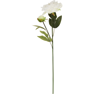 Pionin oksa Kotikulta 70 cm