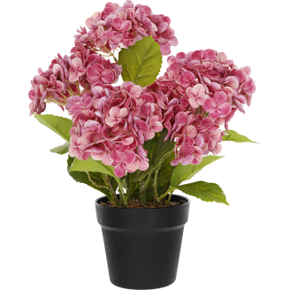 Terassihortensia Kotikulta 42 cm