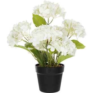 Terassihortensia Kotikulta 42 cm